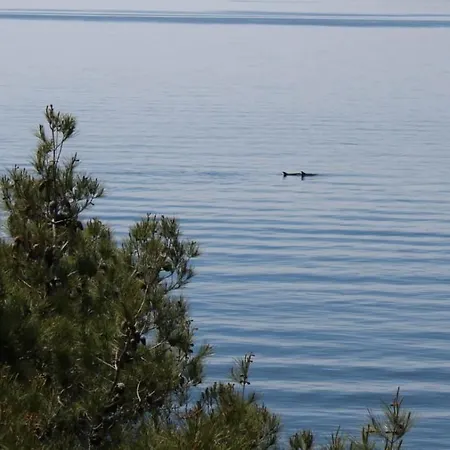 Gabriela * Drvenik (Split-Dalmatia)